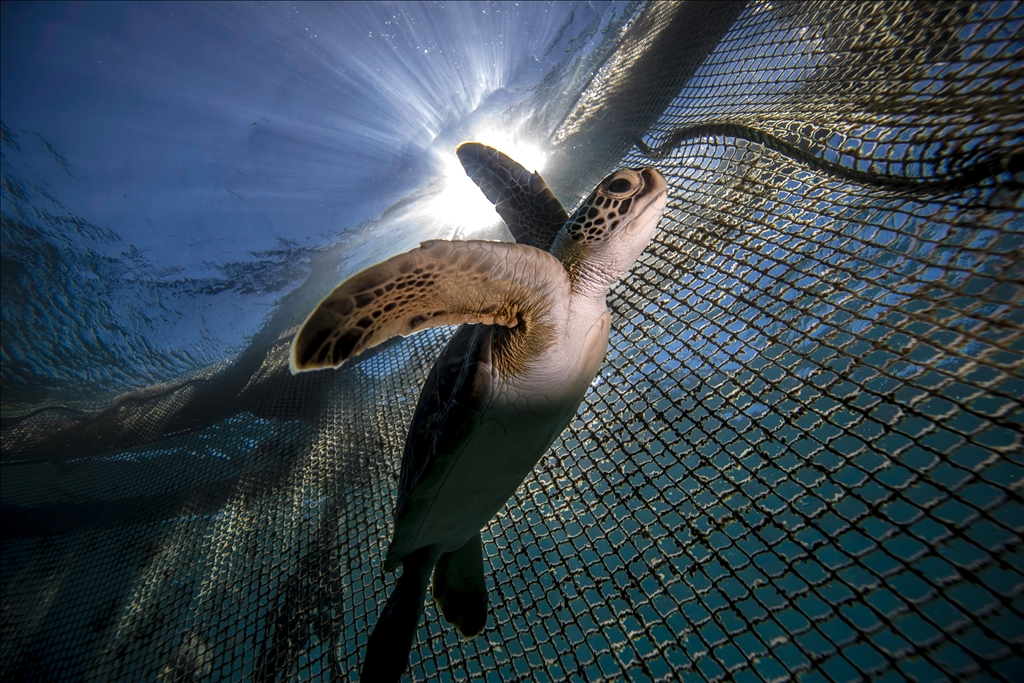Challenging life journey of endangered sea turtles amid polluted water