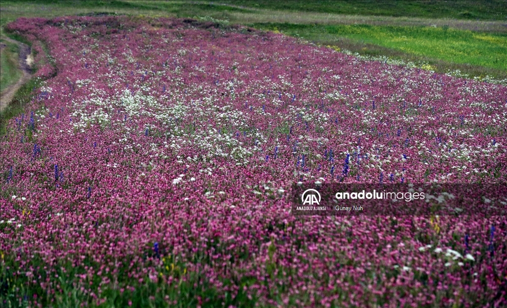 Ardahan'da doğa rengarenk çiçeklerle kaplandı