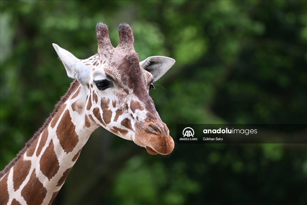 Stuttgart'taki Wilhelma Zoolojik Botanik Bahçesi