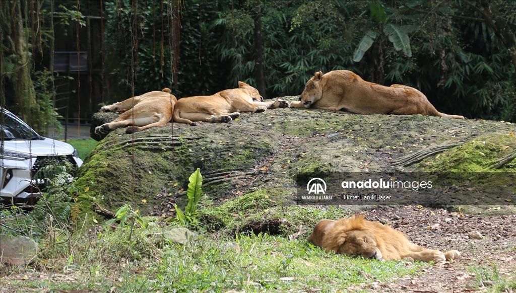 Endonezya'daki safari parkı, vahşi yaşamı yerinde görmek isteyenleri ağırlıyor