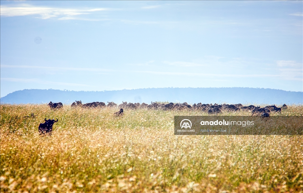 Serengeti'de büyük göç