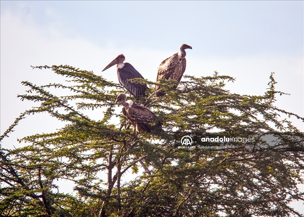 Serengeti'de büyük göç