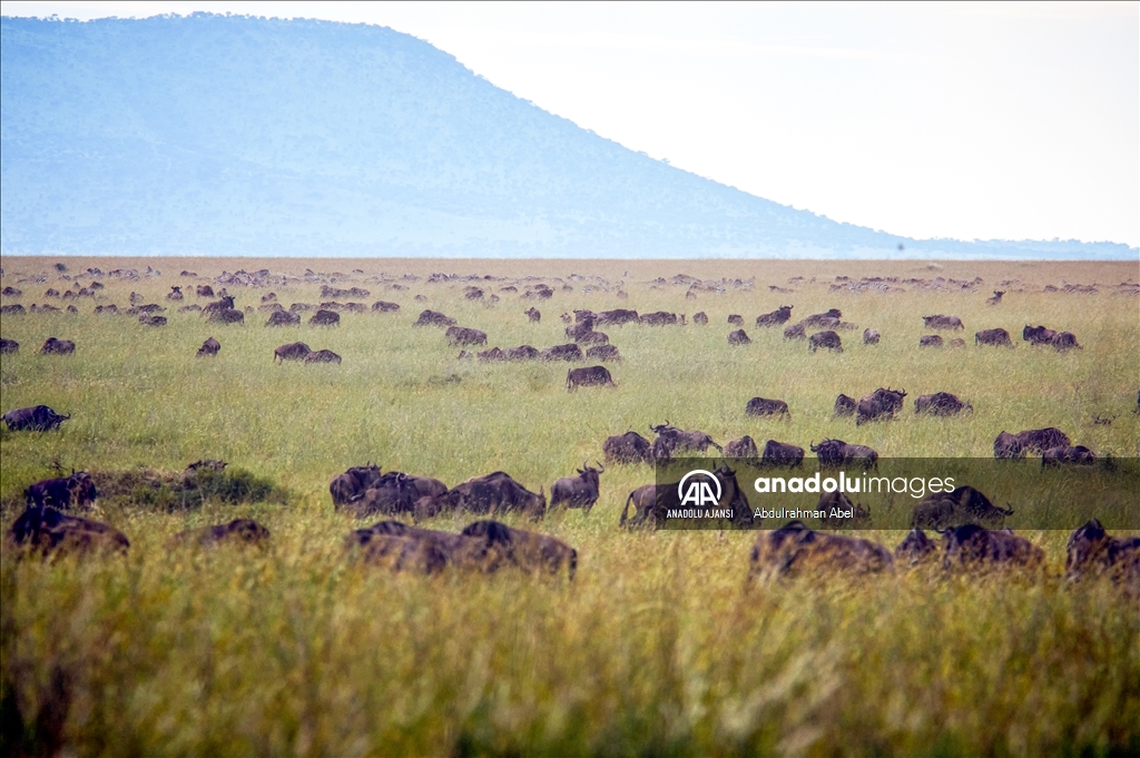 Serengeti'de büyük göç