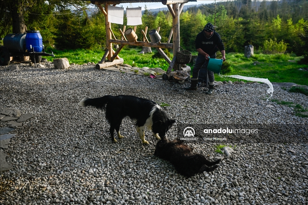 Poland's Cultural sheep grazing in Tatra Mountains