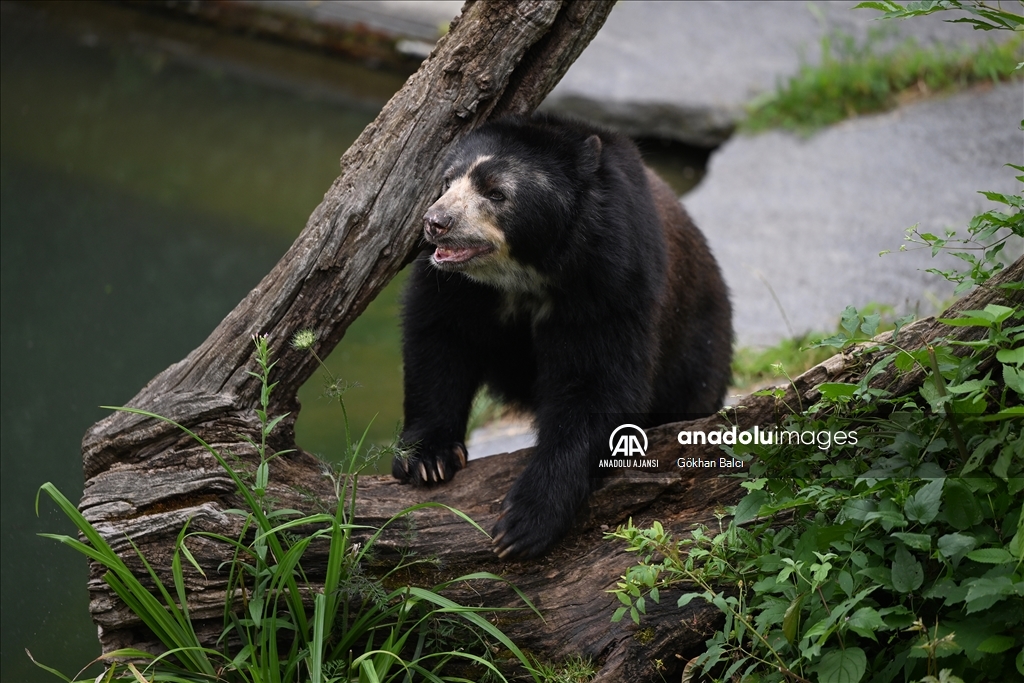 Stuttgart'taki Wilhelma Zoolojik Botanik Bahçesi