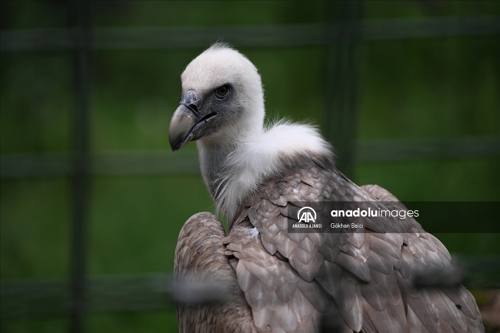 Stuttgart'taki Wilhelma Zoolojik Botanik Bahçesi