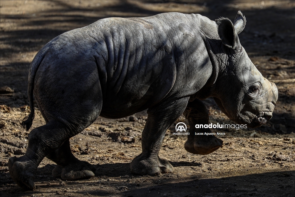 Şili Hayvanat Bahçesi nesli tükenmekte olan yeni yavru beyaz gergedanı tanıttı