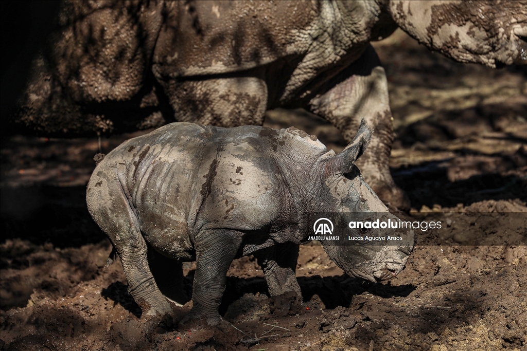 Şili Hayvanat Bahçesi nesli tükenmekte olan yeni yavru beyaz gergedanı tanıttı
