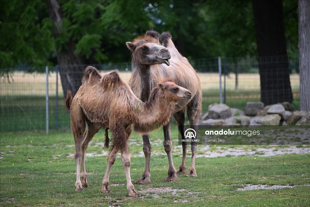 Stuttgart'taki Wilhelma Zoolojik Botanik Bahçesi