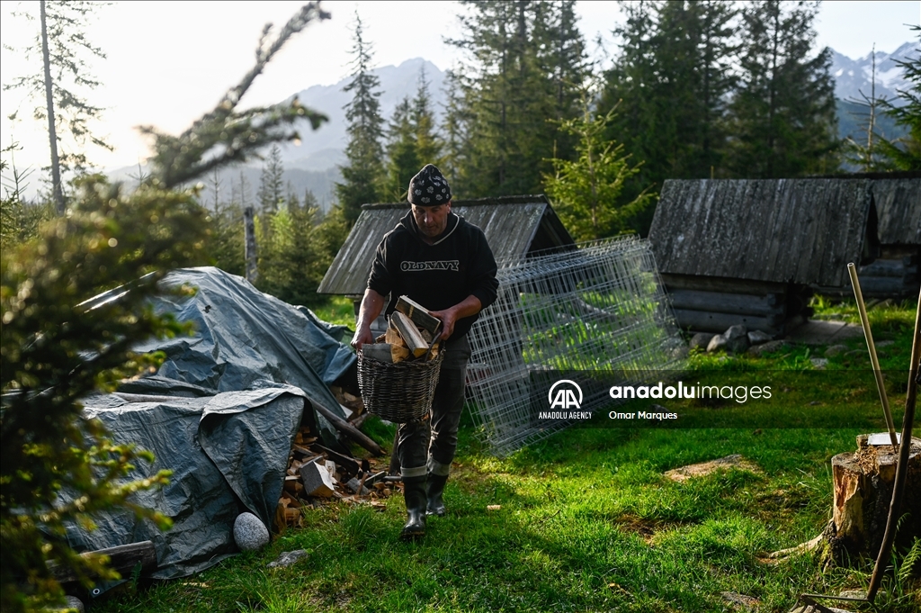 Poland's Cultural sheep grazing in Tatra Mountains