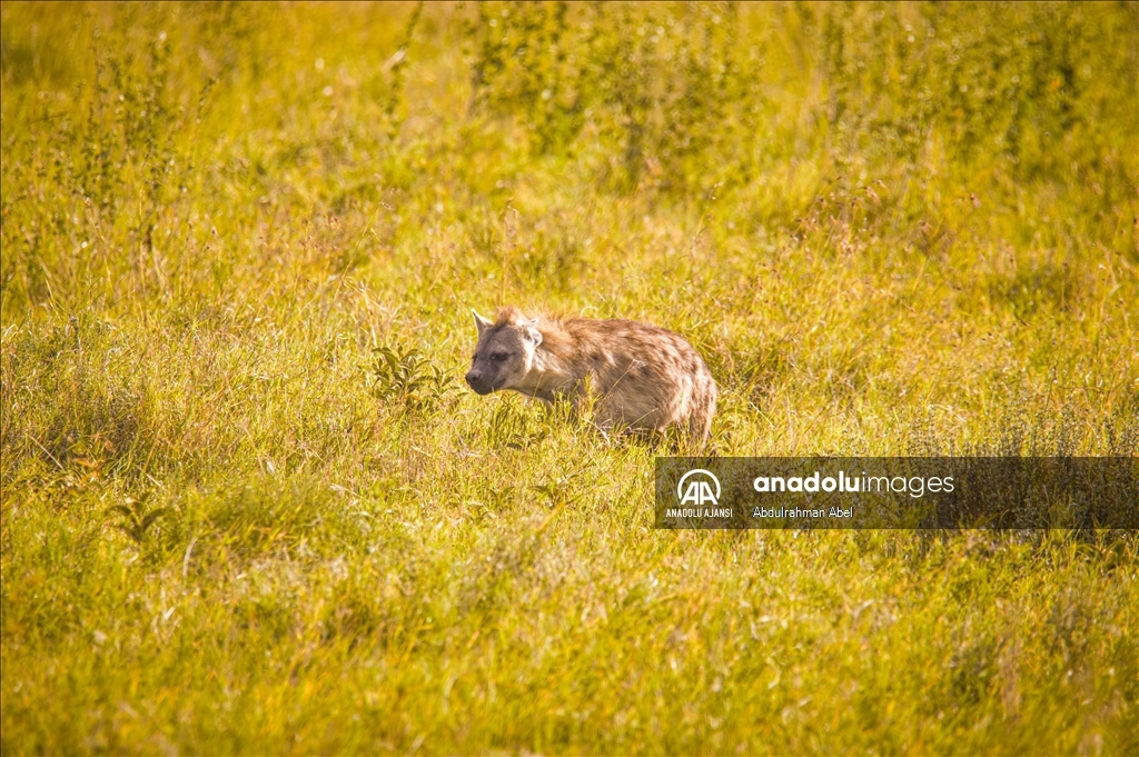 Serengeti'de büyük göç