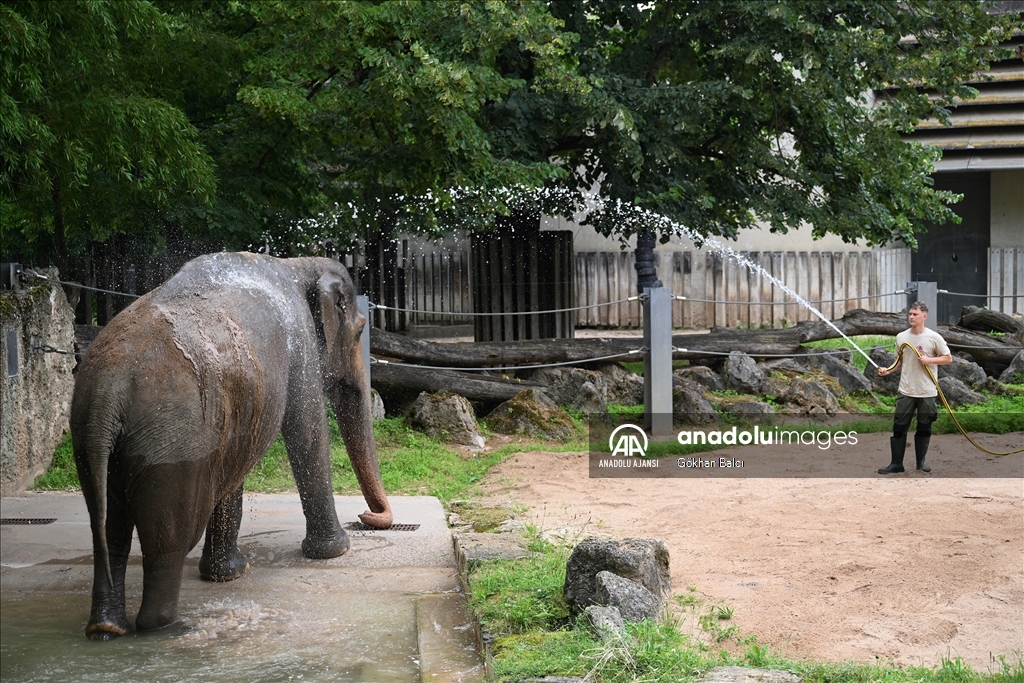 Stuttgart'taki Wilhelma Zoolojik Botanik Bahçesi