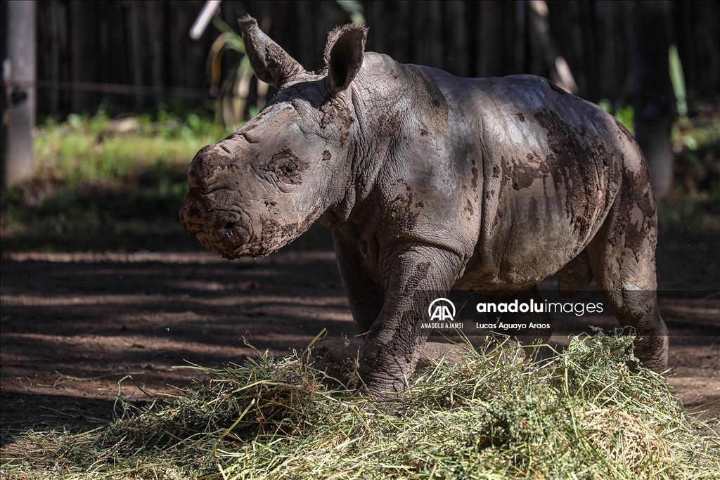 Şili Hayvanat Bahçesi nesli tükenmekte olan yeni yavru beyaz gergedanı tanıttı