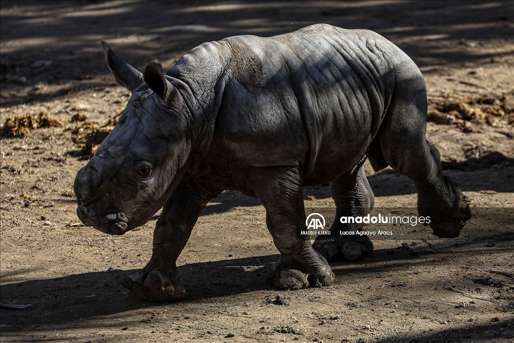 Şili Hayvanat Bahçesi nesli tükenmekte olan yeni yavru beyaz gergedanı tanıttı