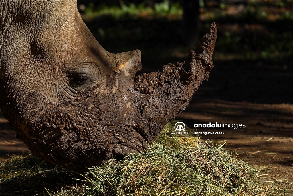 Şili Hayvanat Bahçesi nesli tükenmekte olan yeni yavru beyaz gergedanı tanıttı