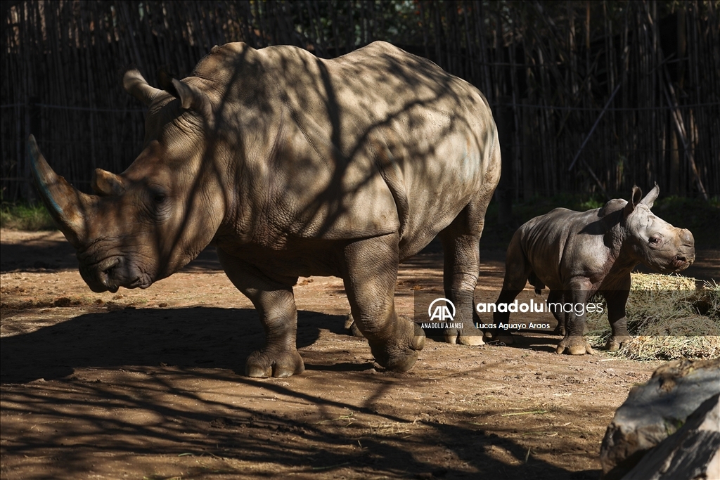 Şili Hayvanat Bahçesi nesli tükenmekte olan yeni yavru beyaz gergedanı tanıttı