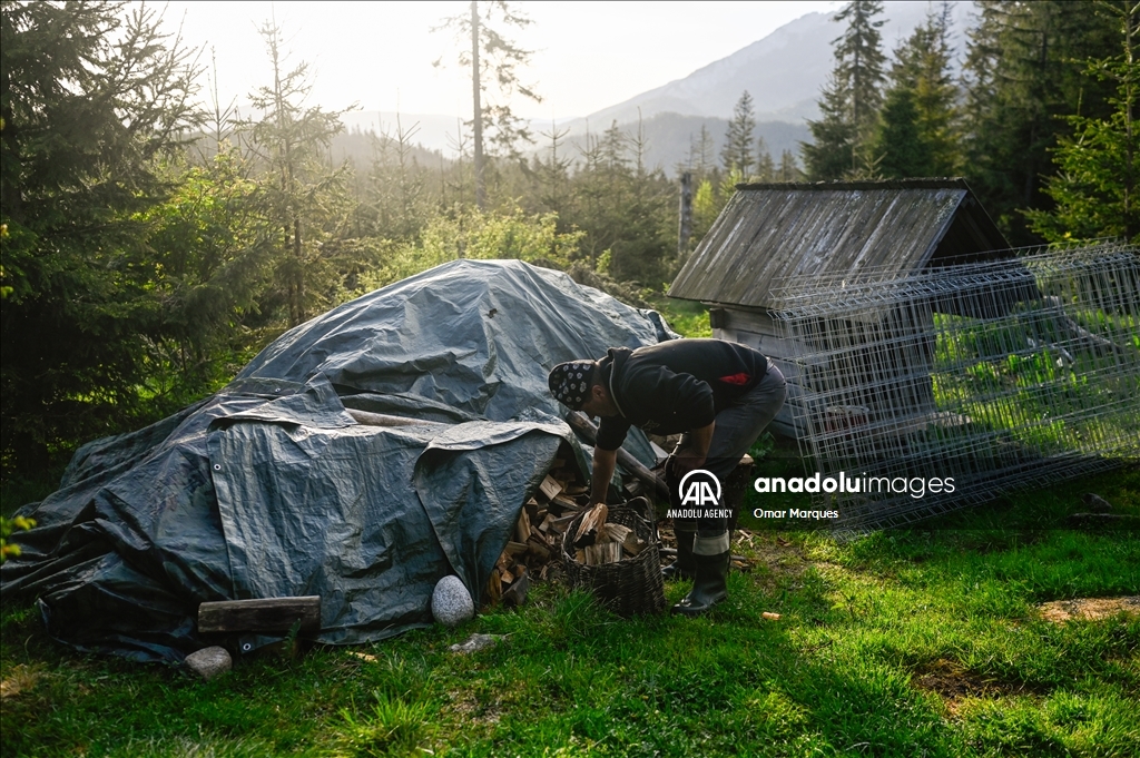 Poland's Cultural sheep grazing in Tatra Mountains