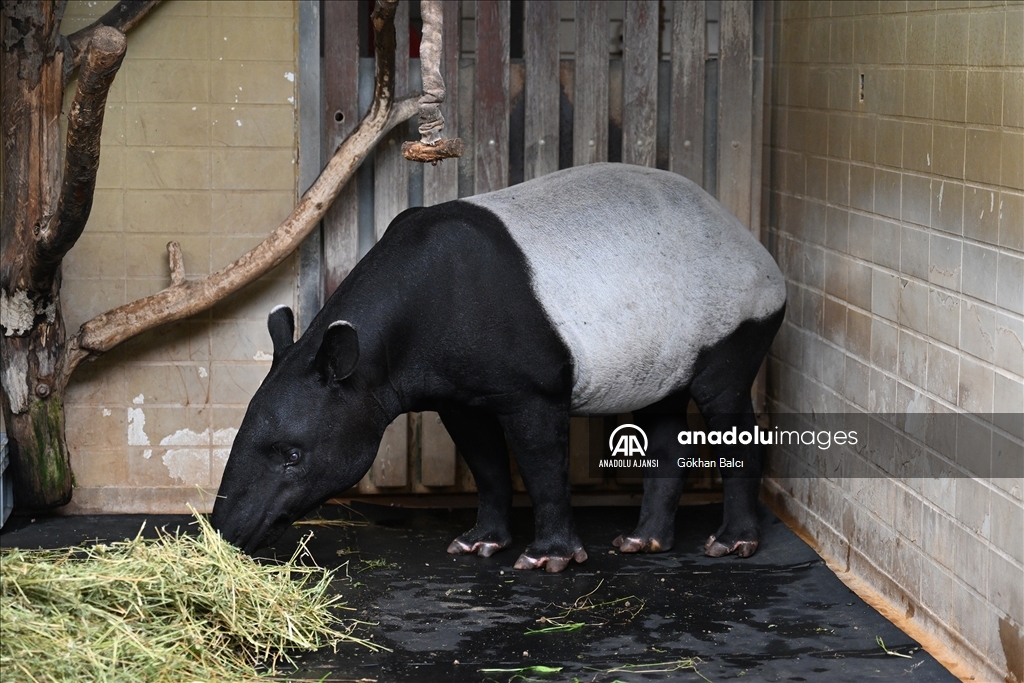 Stuttgart'taki Wilhelma Zoolojik Botanik Bahçesi