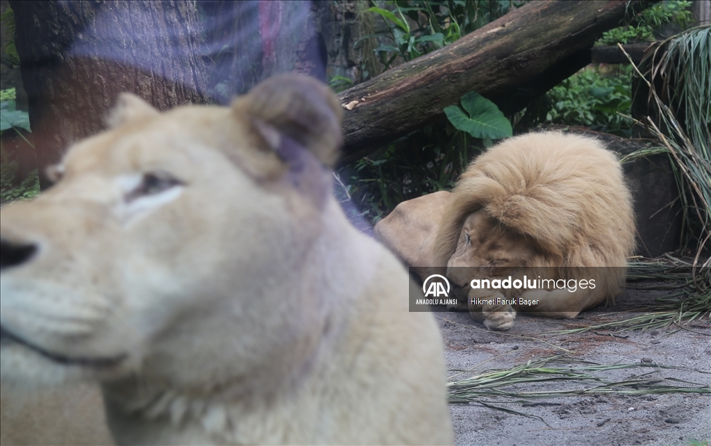 Endonezya'daki safari parkı, vahşi yaşamı yerinde görmek isteyenleri ağırlıyor