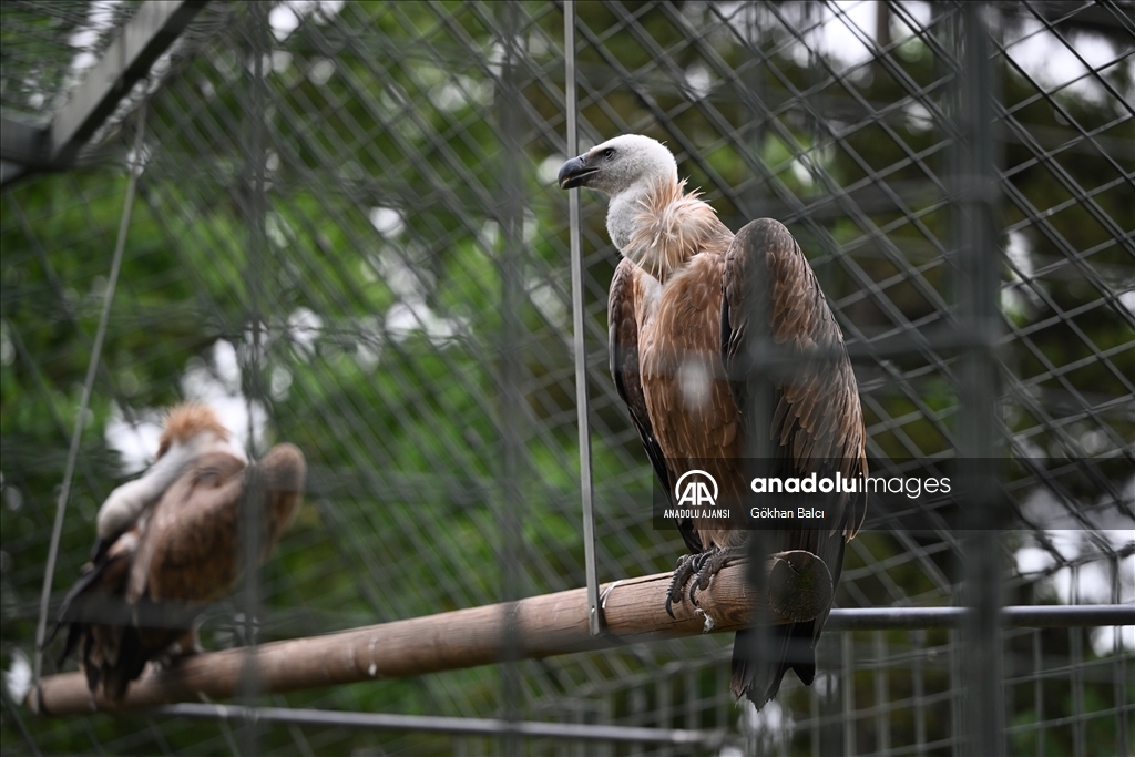 Stuttgart'taki Wilhelma Zoolojik Botanik Bahçesi