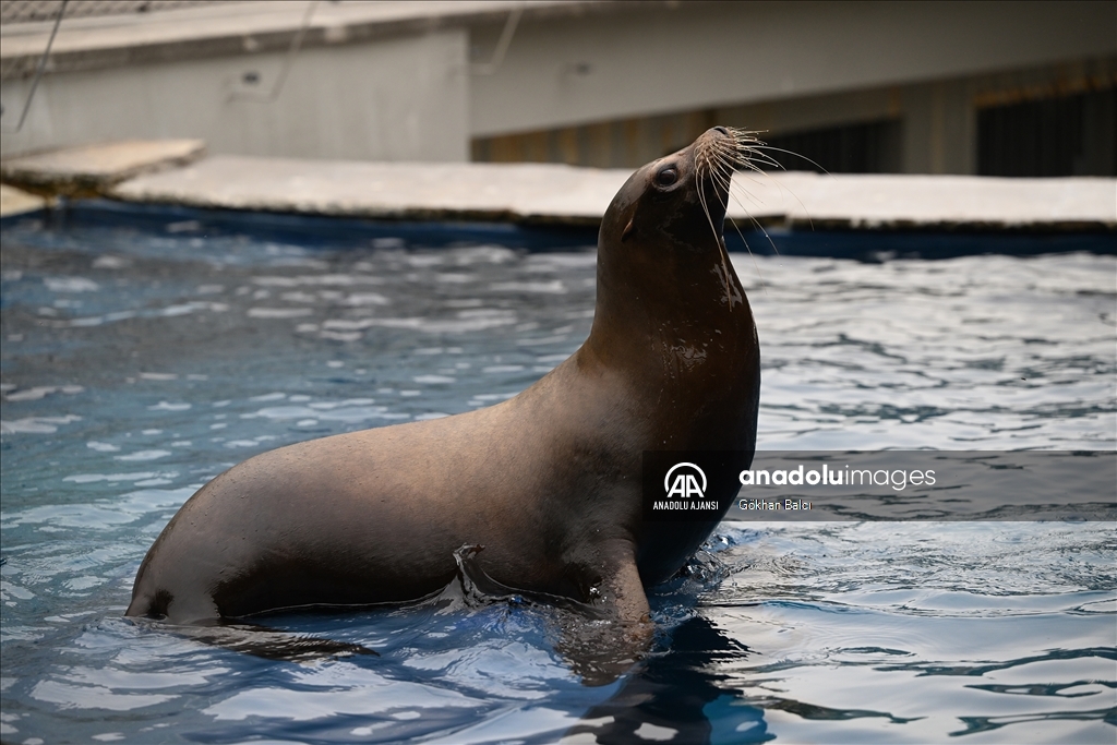 Stuttgart'taki Wilhelma Zoolojik Botanik Bahçesi