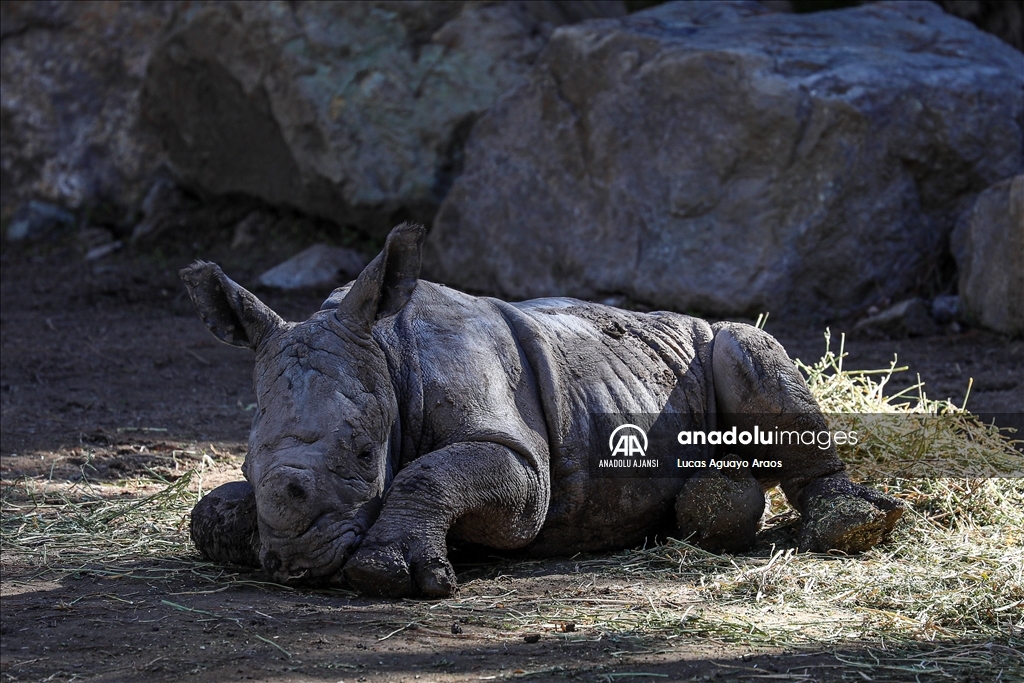 Şili Hayvanat Bahçesi nesli tükenmekte olan yeni yavru beyaz gergedanı tanıttı