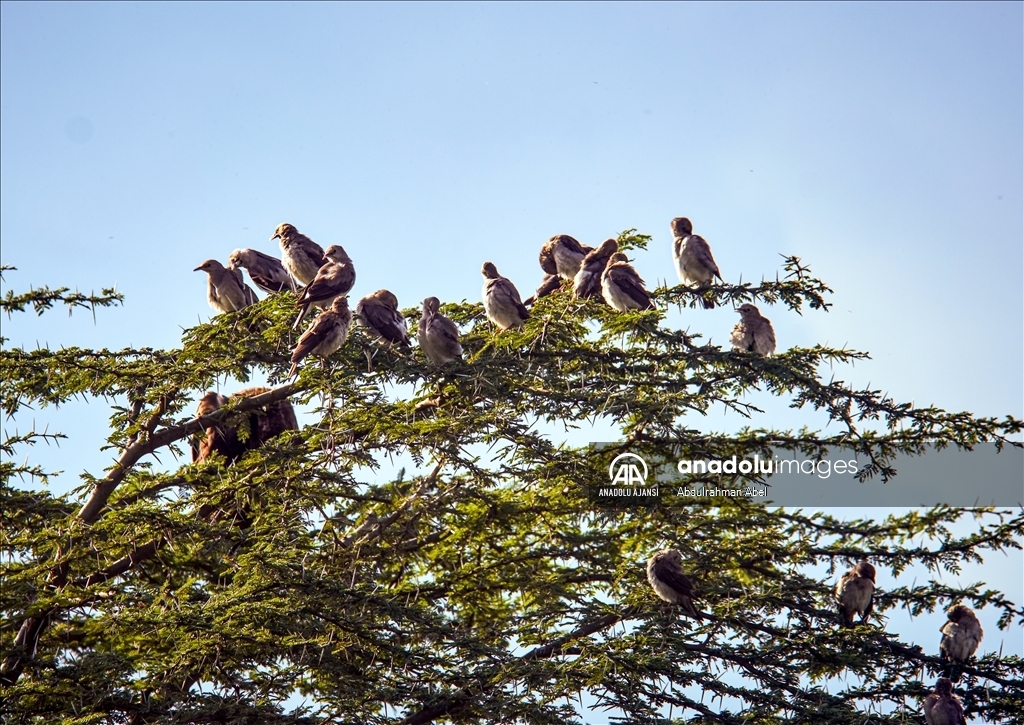 Serengeti'de büyük göç