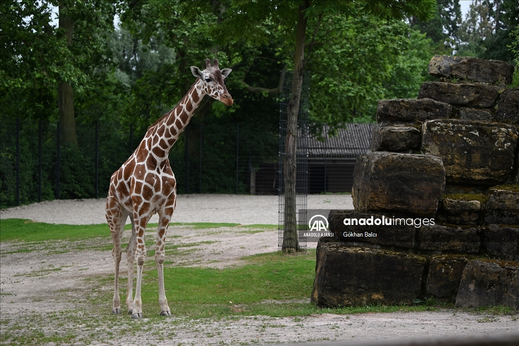 Stuttgart'taki Wilhelma Zoolojik Botanik Bahçesi