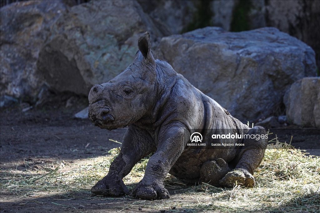 Şili Hayvanat Bahçesi nesli tükenmekte olan yeni yavru beyaz gergedanı tanıttı