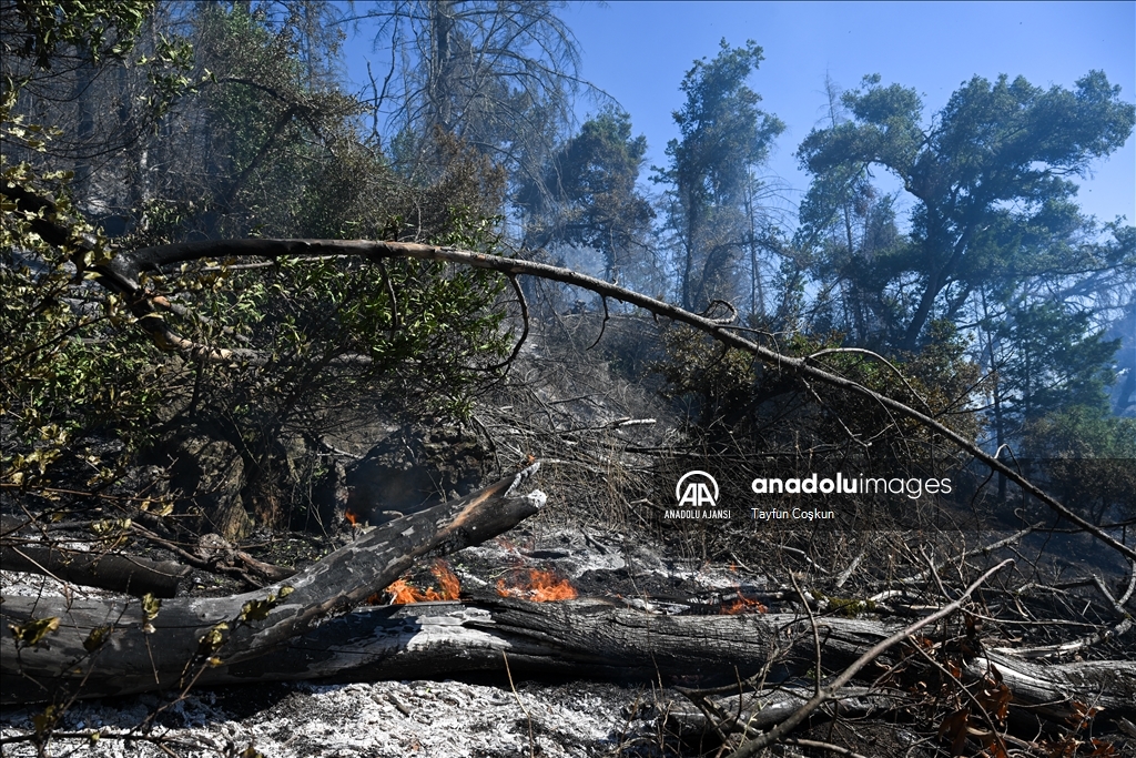 Kaliforniya'nın Napa bölgesinde orman yangını çıktı