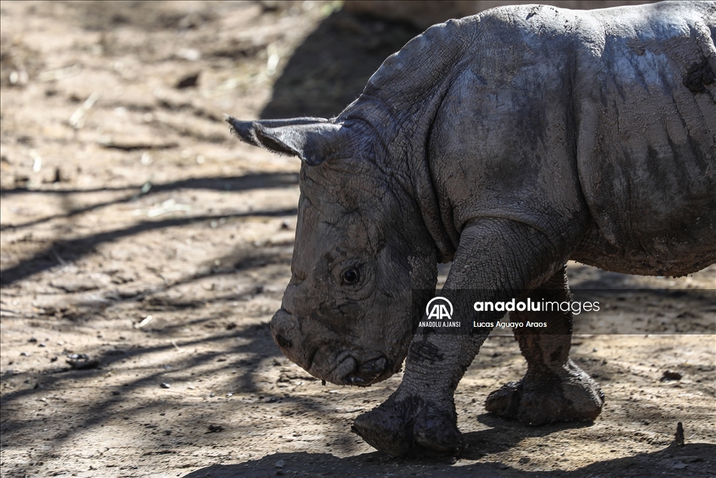 Şili Hayvanat Bahçesi nesli tükenmekte olan yeni yavru beyaz gergedanı tanıttı