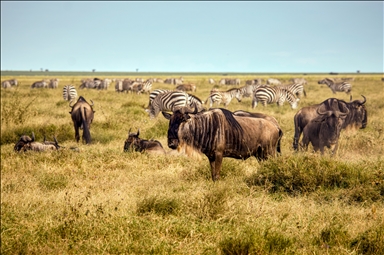 «Великая миграция» животных в Танзании