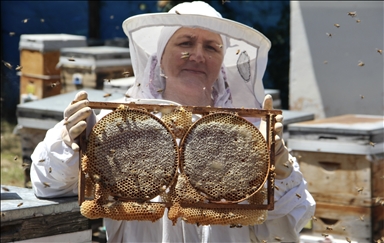 Пчеловоды провинции Синоп рассчитывают получить в среднем 15 кг каштанового меда с улья