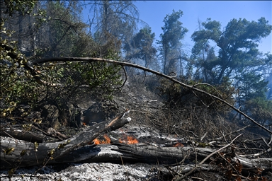 В городе Напа в Калифорнии вспыхнул лесной пожар