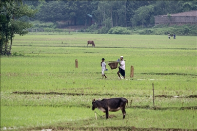 Рисовые поля в Бангладеш готовятся к третьему посевному сезону
