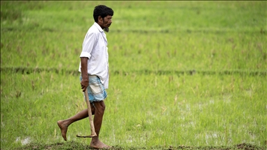 Bangladeş’te pirinç tarlaları yılın üçüncü ekim dönemine hazırlanıyor