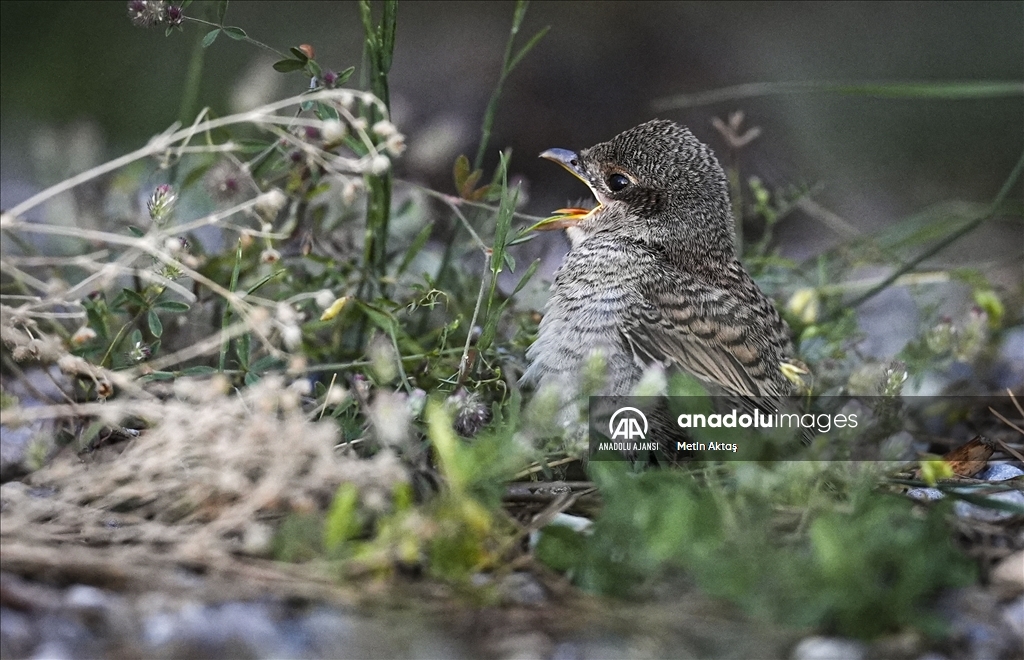 Örümcek kuşları Sorgun Tabiat Parkı'ndaki doğal ortamında görüntülendi