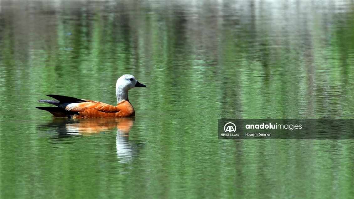 Sarıkamış'taki Hançerli düzünde kuluçkadan çıkan angutlar uçma aşamasına geldi