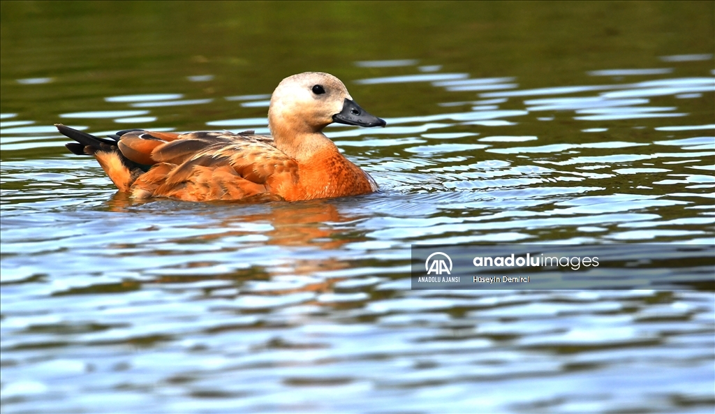 Sarıkamış'taki Hançerli düzünde kuluçkadan çıkan angutlar uçma aşamasına geldi