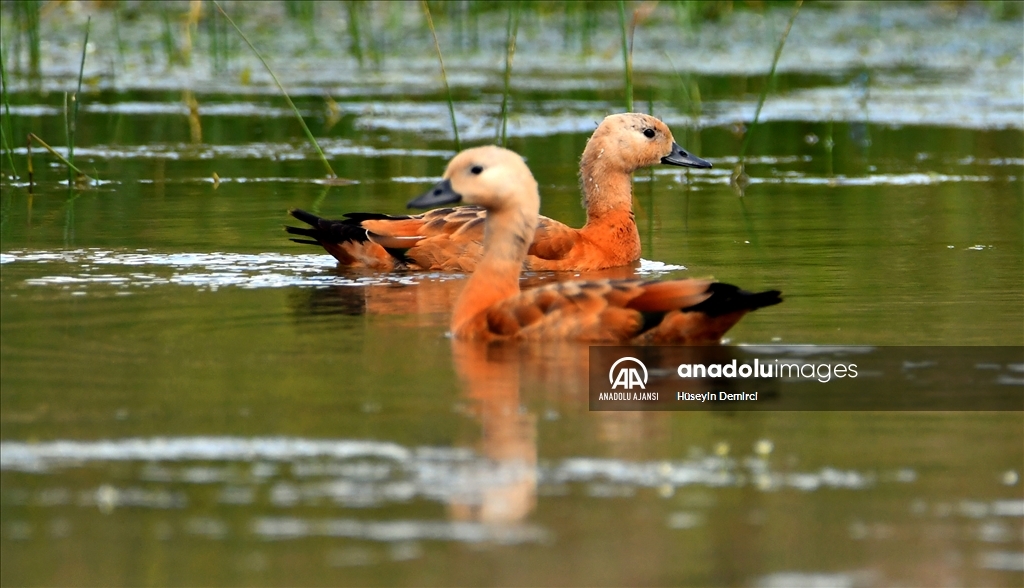 Sarıkamış'taki Hançerli düzünde kuluçkadan çıkan angutlar uçma aşamasına geldi