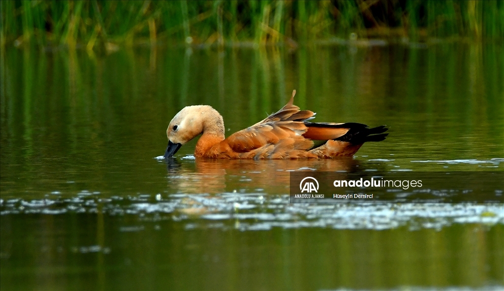 Sarıkamış'taki Hançerli düzünde kuluçkadan çıkan angutlar uçma aşamasına geldi