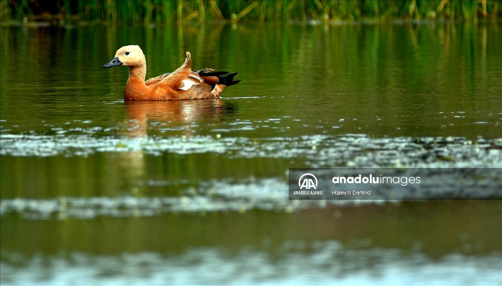 Sarıkamış'taki Hançerli düzünde kuluçkadan çıkan angutlar uçma aşamasına geldi