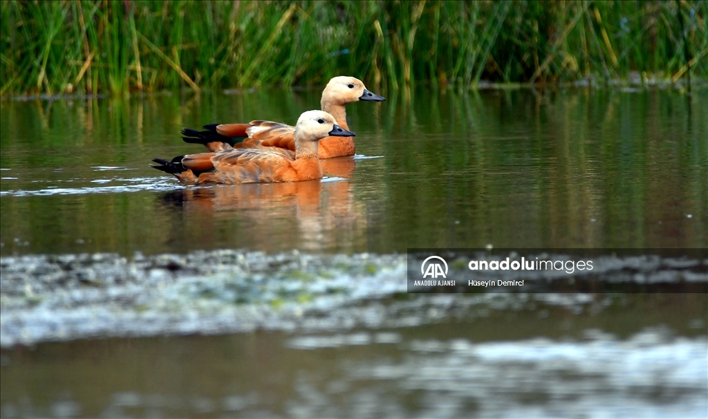 Sarıkamış'taki Hançerli düzünde kuluçkadan çıkan angutlar uçma aşamasına geldi
