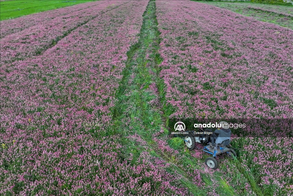 Tendürek Dağı eteklerinde ot biçme mesaisi
