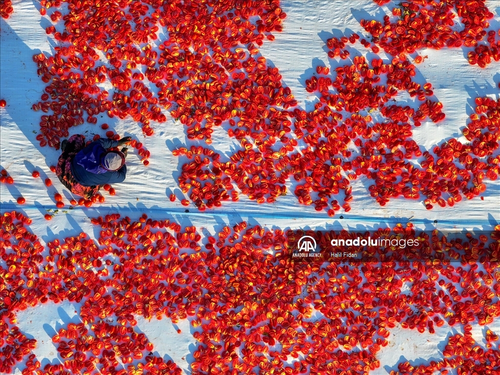 Tomato drying in Izmir started early due to high temperatures in June