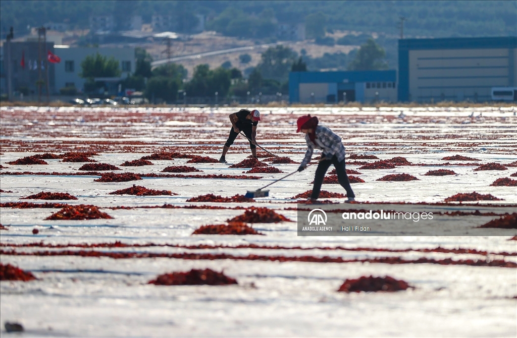 Tomato drying process pushed to be earlier this year in Izmir due to high temperatures