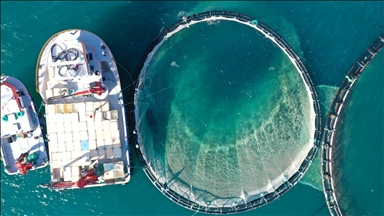 В турецком Гиресуне планируют выращивать свыше 18 тонн рыбы в год