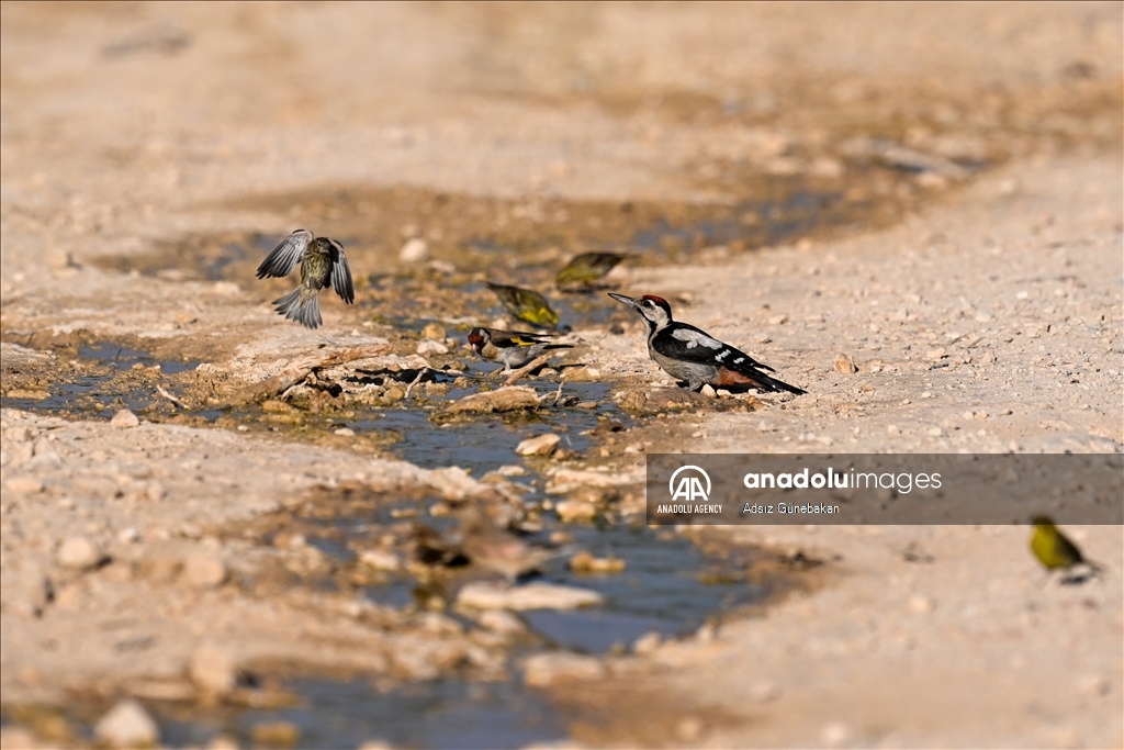 В лесу Эрикче в турецкой провинции Газиантеп обитает около 16 видов птиц