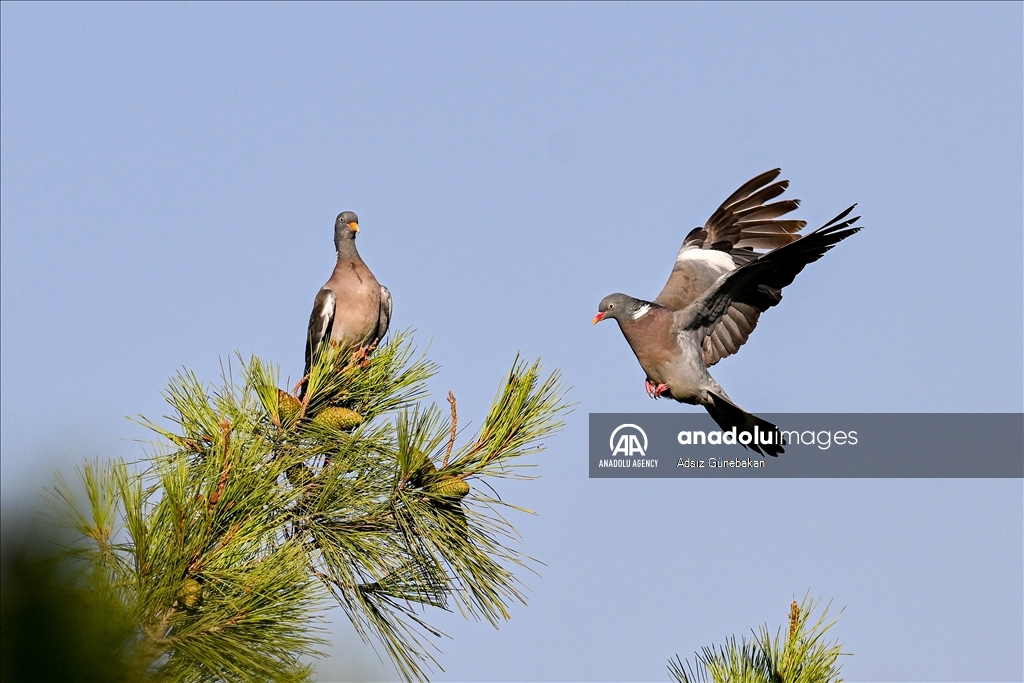 В лесу Эрикче в турецкой провинции Газиантеп обитает около 16 видов птиц