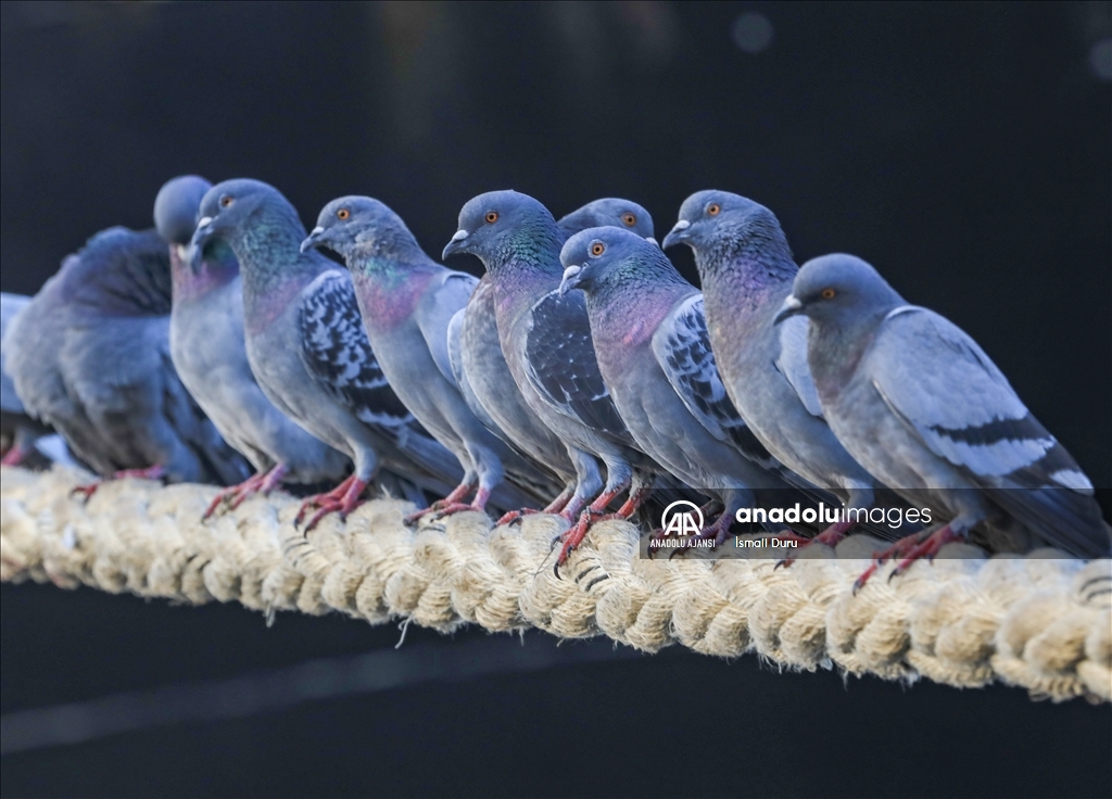 Mersin'de kuşların yiyecek arayışı